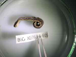 ( - BIOUG57634-E05)  @11 [ ] CreativeCommons Attribution (2023) Department of Invertebrate Zoology and Hydrobiology Department of Invertebrate Zoology and Hydrobiology