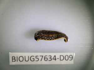  ( - BIOUG57634-D09)  @11 [ ] CreativeCommons Attribution (2023) Department of Invertebrate Zoology and Hydrobiology Department of Invertebrate Zoology and Hydrobiology