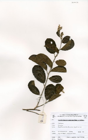  (Combretum adenogonium - M516)  @11 [ ] No Rights Reserved  Unspecified Unspecified