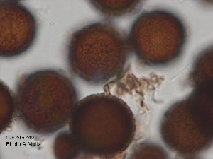  (Elaphomyces cf. aculeatus - O-F245249)  @11 [ ] CreativeCommons - Attribution Non-Commercial (2013) Anne Molia University of Oslo, Natural History Museum, Oslo, Norway