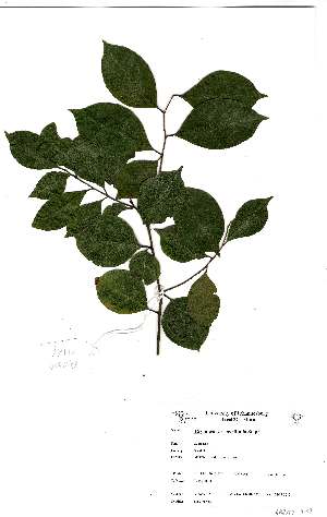  (Cryptocarya myrtifolia - Abbott9137)  @11 [ ] Unspecified (default): All Rights Reserved  Unspecified Unspecified