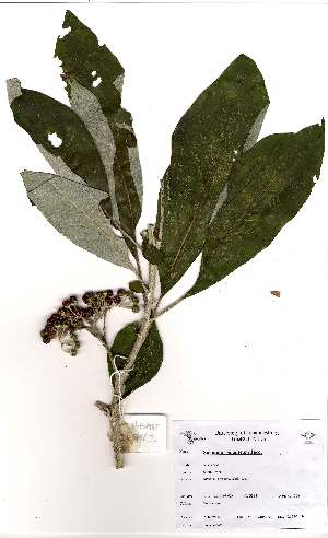  (Solanum giganteum - Abbott9142)  @11 [ ] Unspecified (default): All Rights Reserved  Unspecified Unspecified