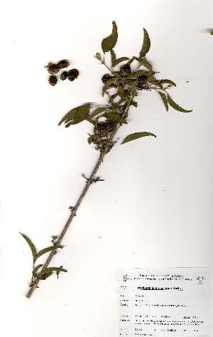  ( - OM0782)  @11 [ ] No Rights Reserved  Unspecified Unspecified