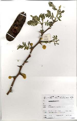  (Acacia hebeclada subsp cheboensis - OM1034)  @13 [ ] No Rights Reserved  Unspecified Unspecified