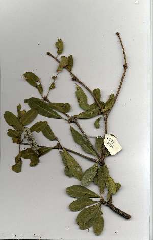  ( - OM1003)  @11 [ ] Unspecified (default): All Rights Reserved  Unspecified Unspecified