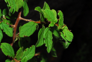  (Diospyros villosa parvifolia - OM1365)  @11 [ ] Unspecified (default): All Rights Reserved  Unspecified Unspecified