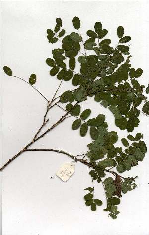  (Calpurnia aurea - OM1532)  @11 [ ] Unspecified (default): All Rights Reserved  Unspecified Unspecified