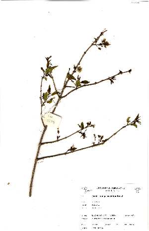  ( - OM1579)  @11 [ ] No Rights Reserved  Unspecified Unspecified