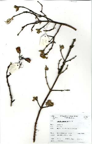  ( - OM1585)  @11 [ ] No Rights Reserved  Unspecified Unspecified