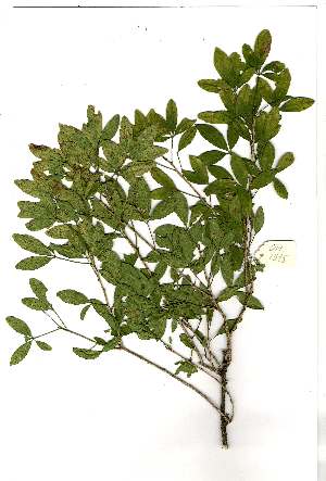  ( - OM1975)  @11 [ ] Unspecified (default): All Rights Reserved  Unspecified Unspecified
