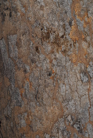  ( - OM2089)  @11 [ ] CreativeCommons - Attribution Non-Commercial Share-Alike (2010) Olivier Maurin University of Johannesburg