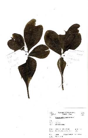  (Cussonia sphaerocephala - OM2198)  @11 [ ] Unspecified (default): All Rights Reserved  Unspecified Unspecified