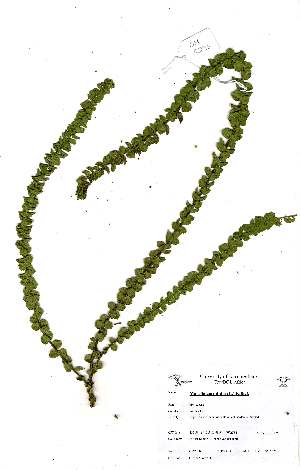  (Morella cordifolia - OM2290)  @11 [ ] Unspecified (default): All Rights Reserved  Unspecified Unspecified