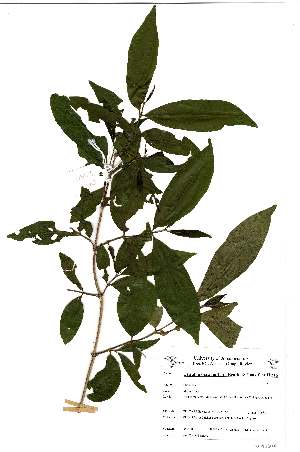  (Tricalysia jasminiflora - OM2340)  @11 [ ] Unspecified (default): All Rights Reserved  Unspecified Unspecified