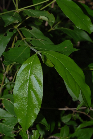  ( - OM2340)  @11 [ ] Unspecified (default): All Rights Reserved  Unspecified Unspecified