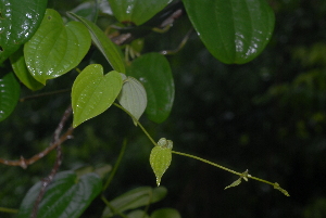  (Dioscorea schimperiana - OM2372)  @11 [ ] Unspecified (default): All Rights Reserved  Unspecified Unspecified