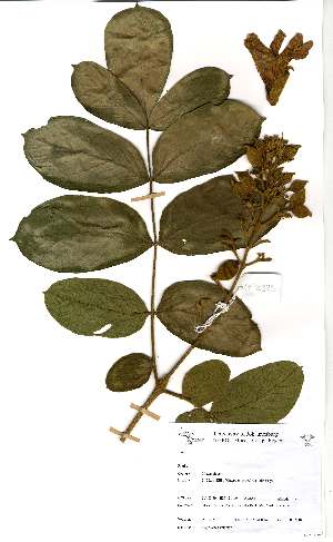  (Markhamia obtusifolia - OM2375)  @11 [ ] Unspecified (default): All Rights Reserved  Unspecified Unspecified