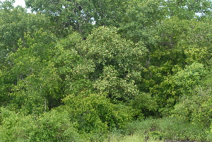  ( - OM2391)  @11 [ ] Unspecified (default): All Rights Reserved  Unspecified Unspecified