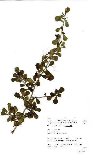  (Euphorbia matabelensis - OM2416)  @11 [ ] Unspecified (default): All Rights Reserved  Unspecified Unspecified