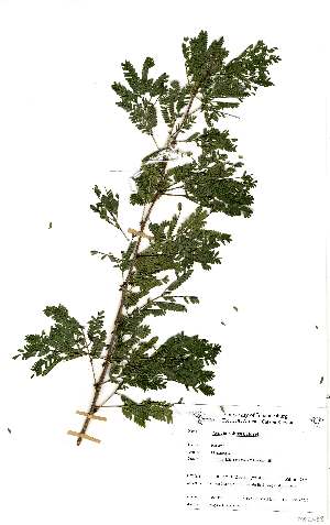  (Acacia robusta subsp usambarensis - OM2458)  @13 [ ] Unspecified (default): All Rights Reserved  Unspecified Unspecified