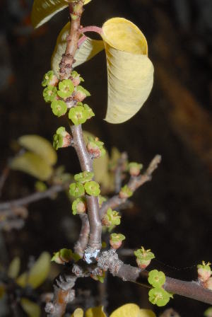  (Euphorbia guerichiana - OM0894)  @11 [ ] Unspecified (default): All Rights Reserved  Unspecified Unspecified