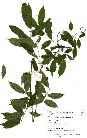  (Quisqualis littorea - OM_MvdB30)  @11 [ ] Unspecified (default): All Rights Reserved  Unspecified Unspecified