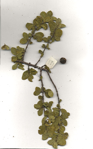  (Vangueria parvifolia - OM_MvdB40)  @11 [ ] Unspecified (default): All Rights Reserved  Unspecified Unspecified