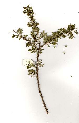  (Acacia reficiens - RL1297)  @13 [ ] Unspecified (default): All Rights Reserved  Unspecified Unspecified