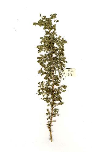  (Acacia heboclada subsp tristis - RL1301)  @13 [ ] Unspecified (default): All Rights Reserved  Unspecified Unspecified