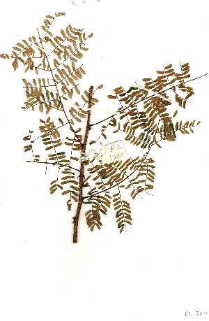  (Acacia goetzei subsp microphylla - RL1320)  @13 [ ] Unspecified (default): All Rights Reserved  Unspecified Unspecified