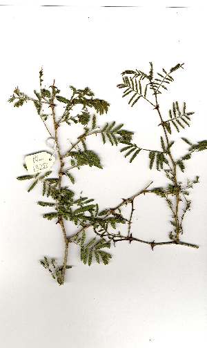  (Acacia fleckii - RL1328)  @13 [ ] Unspecified (default): All Rights Reserved  Unspecified Unspecified