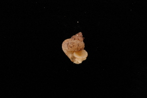  ( - UF307996A)  @11 [ ] CreativeCommons - Attribution Non-Commercial Share-Alike (2012) John Slapcinsky Florida Museum of Natural History