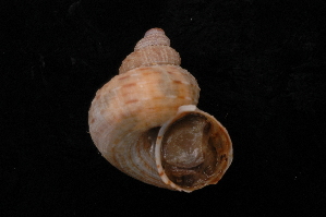  ( - UF442141A)  @11 [ ] CreativeCommons - Attribution Non-Commercial Share-Alike (2012) John Slapcinsky Florida Museum of Natural History