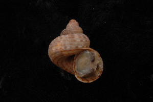  ( - UF442142A)  @11 [ ] CreativeCommons - Attribution Non-Commercial Share-Alike (2012) John Slapcinsky Florida Museum of Natural History