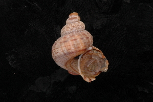  ( - UF442150A)  @11 [ ] CreativeCommons - Attribution Non-Commercial Share-Alike (2012) John Slapcinsky Florida Museum of Natural History