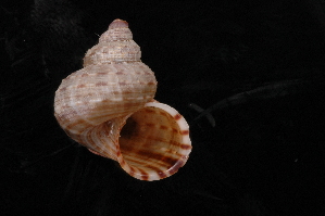  ( - UF442191A)  @11 [ ] CreativeCommons - Attribution Non-Commercial Share-Alike (2012) John Slapcinsky Florida Museum of Natural History