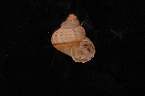  ( - UF442194A)  @11 [ ] CreativeCommons - Attribution Non-Commercial Share-Alike (2012) John Slapcinsky Florida Museum of Natural History