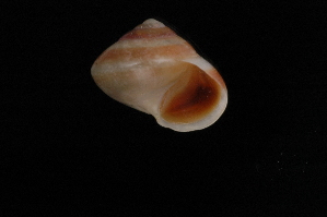  (Palaeohelicina spinifera - 130090A)  @13 [ ] CreativeCommons - Attribution Non-Commercial (2013) John Slapcinsky Florida Museum of Natural History