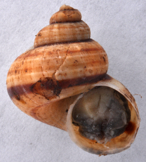  ( - NMSA-L7066A)  @11 [ ] CreativeCommons - Attribution Non-Commercial Share-Alike (2011) John Slapcinsky Florida Museum of Natural History