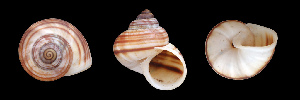  (Tropidophora philippiana - UF302689A)  @14 [ ] CreativeCommons - Attribution Non-Commercial Share-Alike (2011) John Slapcinsky Florida Museum of Natural History
