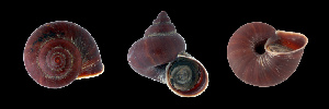  ( - UF302899A)  @12 [ ] CreativeCommons - Attribution Non-Commercial Share-Alike (2011) John Slapcinsky Florida Museum of Natural History