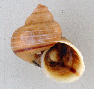  ( - UF334815d)  @11 [ ] CreativeCommons - Attribution Non-Commercial Share-Alike (2011) John Slapcinsky Florida Museum of Natural History
