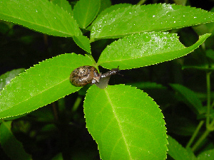  ( - UF410015A)  @11 [ ] CreativeCommons - Attribution Non-Commercial Share-Alike (2011) John Slapcinsky Florida Museum of Natural History