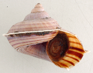  (Tropidophora sp. 056JS - UF425255A)  @13 [ ] CreativeCommons - Attribution Non-Commercial Share-Alike (2011) John Slapcinsky Florida Museum of Natural History
