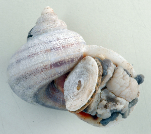  (Tropidophora sp. 049JS - UF425677A)  @11 [ ] CreativeCommons - Attribution Non-Commercial Share-Alike (2011) John Slapcinsky Florida Museum of Natural History