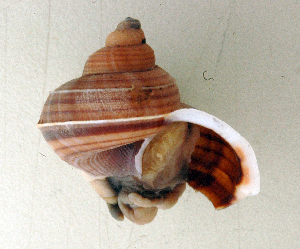  ( - UF441981a)  @13 [ ] CreativeCommons - Attribution Non-Commercial Share-Alike (2011) John Slapcinsky Florida Museum of Natural History