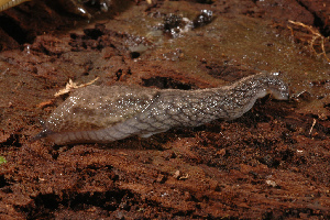  ( - UF446046A)  @14 [ ] CreativeCommons - Attribution Non-Commercial (2011) John Slapcinsky Florida Museum of Natural History