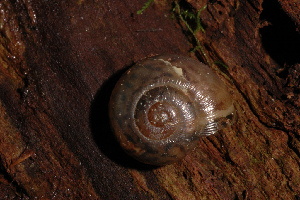  ( - UF446054A)  @14 [ ] CreativeCommons - Attribution Non-Commercial (2011) John Slapcinsky Florida Museum of Natural History