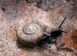  (Daedalochila bicornuta - UF446370A)  @15 [ ] CreativeCommons - Attribution Non-Commercial Share-Alike (2011) John Slapcinsky Florida Museum of Natural History