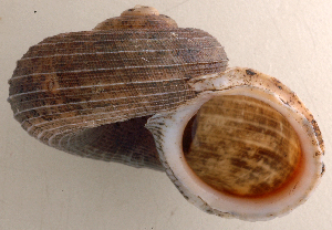  (Tropidophora humberti - UF447883A)  @11 [ ] CreativeCommons - Attribution Non-Commercial Share-Alike (2011) John Slapcinsky Florida Museum of Natural History